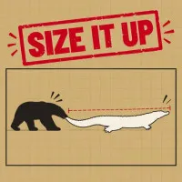 Size it Up